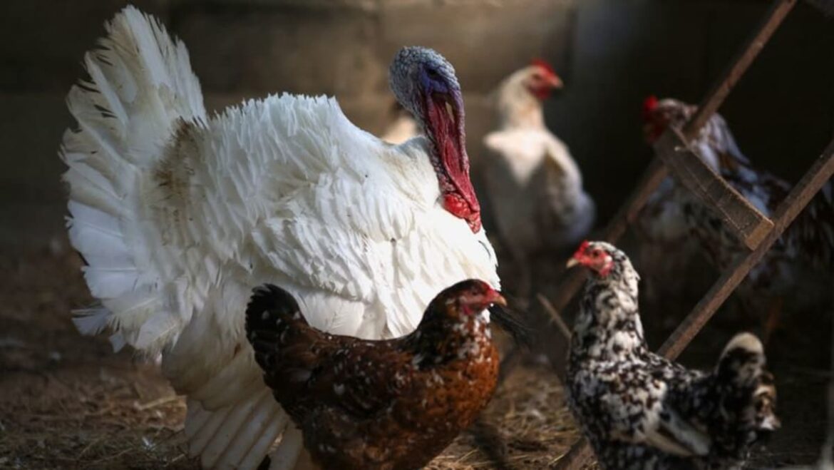 China scraps Brazilian poultry tariff, Brazil says