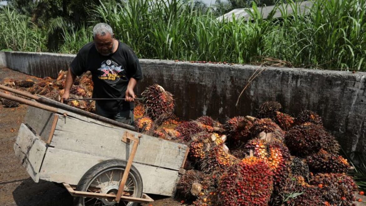 Malaysia palm oil stocks seen declining to the lowest in a year: Reuters poll