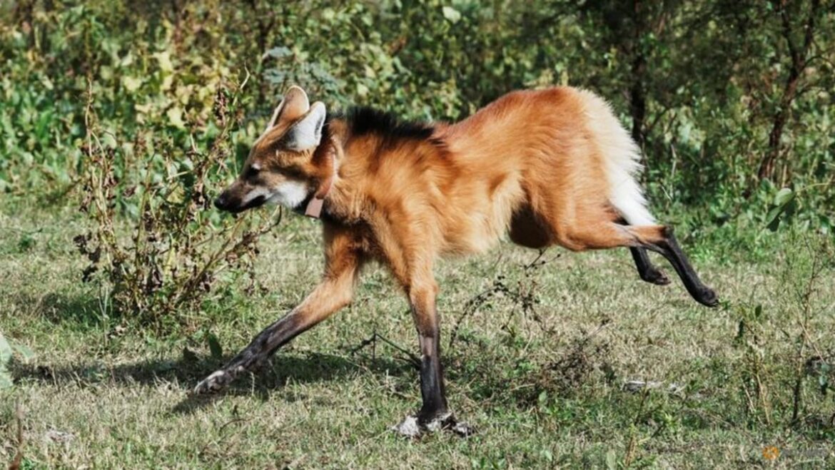A fox on stilts? Argentine long-legged maned wolf returned to the wild