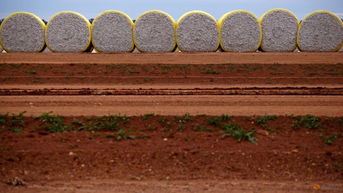 Australia’s Namoi Cotton asks investors to accept Olam Agri’s $96 million bid