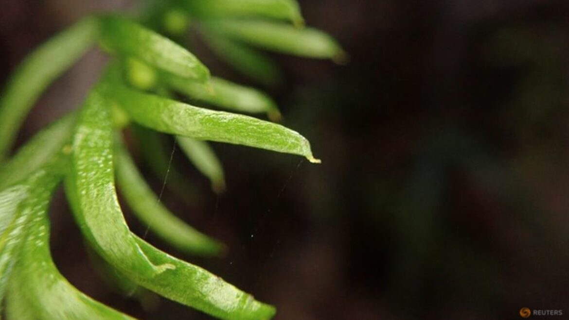 Humble fern from New Caledonia boasts world’s largest genome