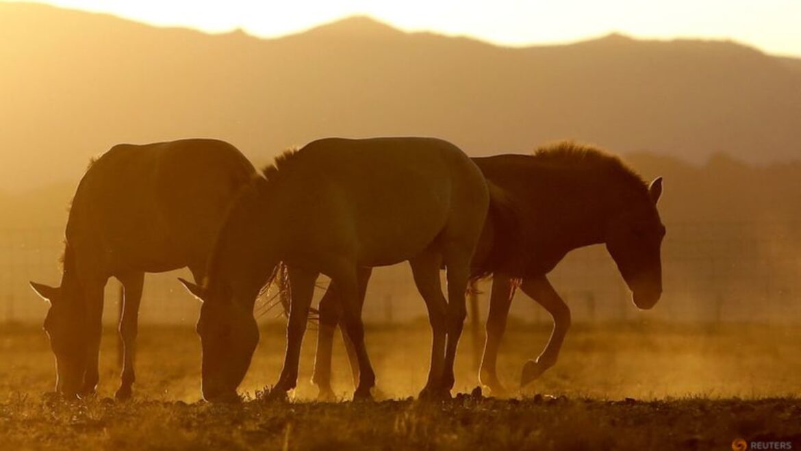Genome study shows how horses galloped into human history