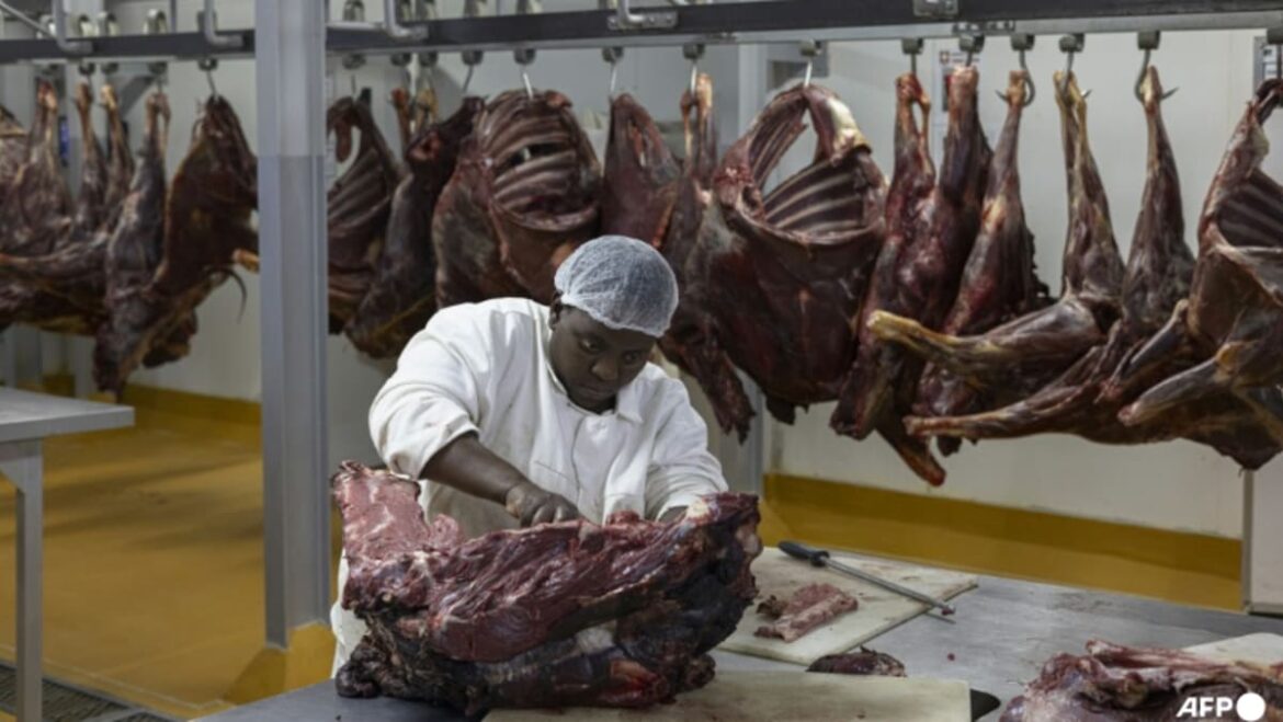 South Africa to dish up more zebra to boost jobs and conservation