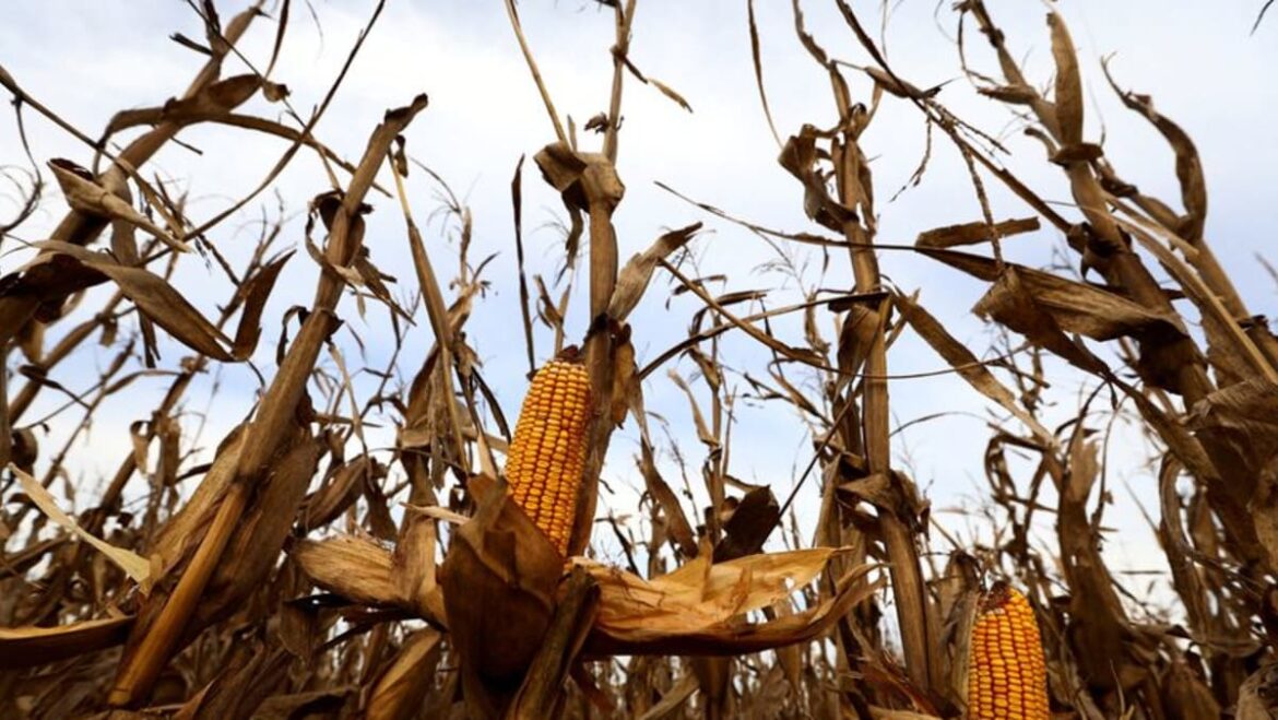 Argentina sequences leafhopper genome to battle crop-destroying insect